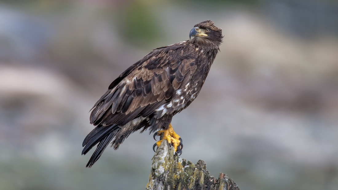 Bald Eagle (Juvenile), French Creek Estuary, Near Parksville, British Columbia