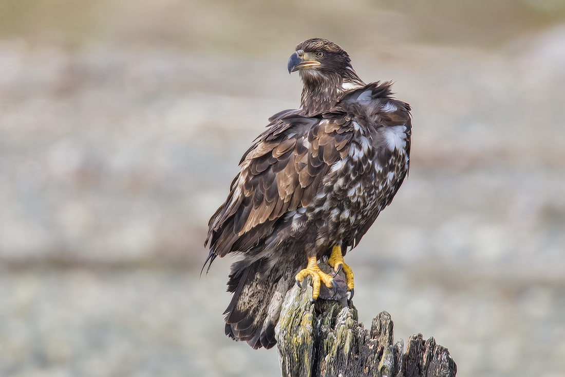 Bald Eagle (Juvenile), French Creek Estuary, Near Parksville, British Columbia