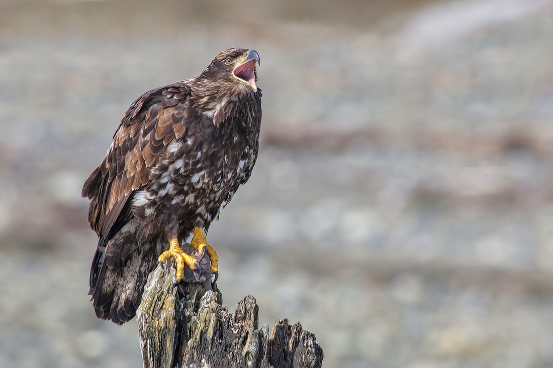 Bald Eagle (Juvenile), French Creek Estuary, Near Parksville, British Columbia