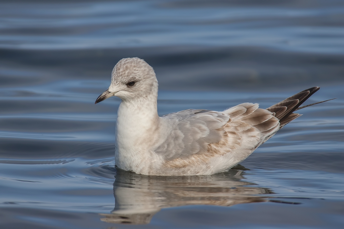 Mew Gull (Juvenile), Qualicum Beach, British Columbia