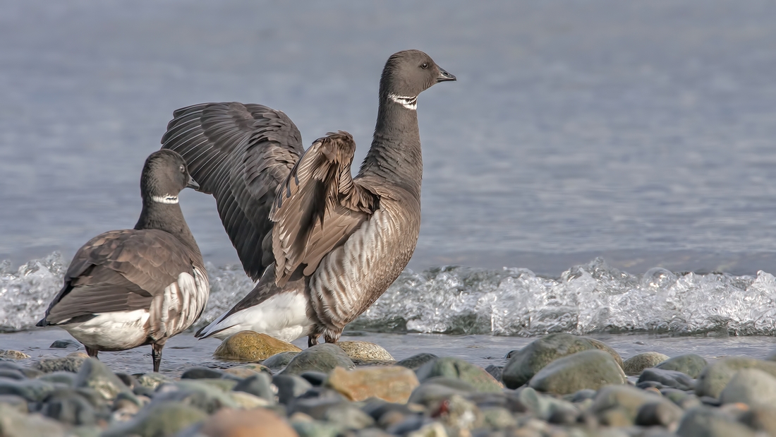 Brant, Foot of Kinkade Road, Qualicum Beach, British Columbia