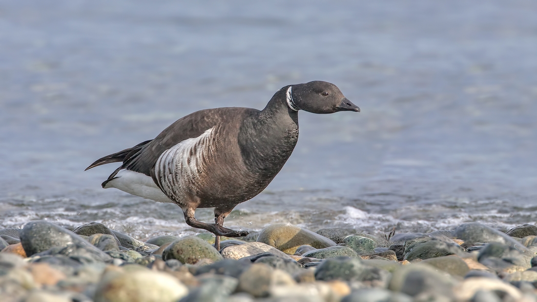 Brant, Foot of Kinkade Road, Qualicum Beach, British Columbia