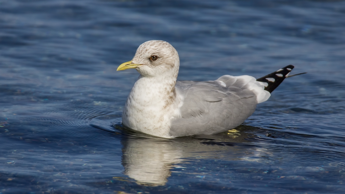 Mew Gull (Juvenile), Qualicum Beach, British Columbia