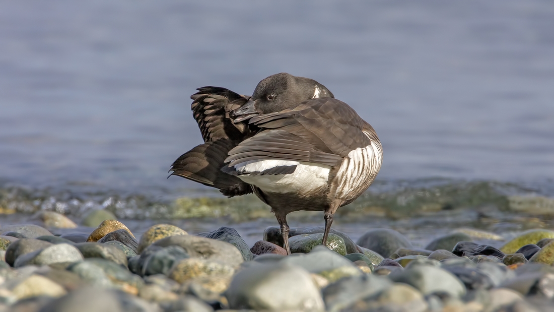 Brant, Foot of Kinkade Road, Qualicum Beach, British Columbia