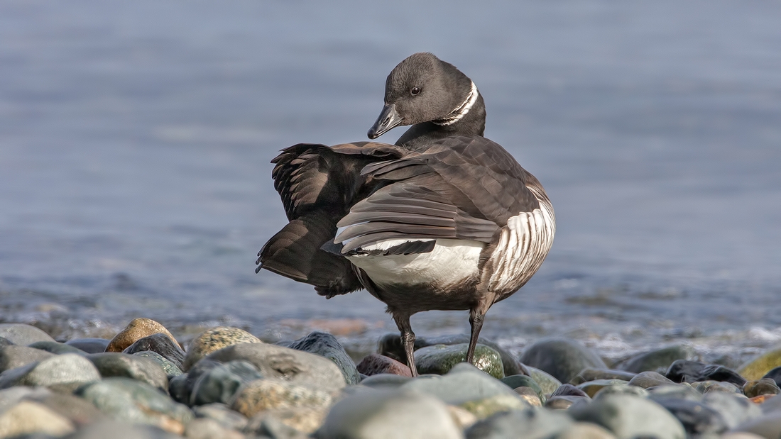 Brant, Foot of Kinkade Road, Qualicum Beach, British Columbia