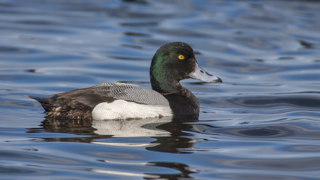 Lesser Scaup (Male), Qualicum Beach, British Columbia