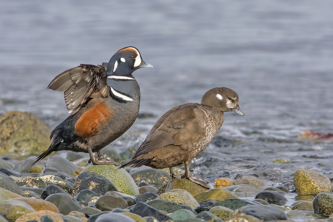 Harlequin (Male and Female), Foot of Kinkade Road, Qualicum Beach, British Columbia