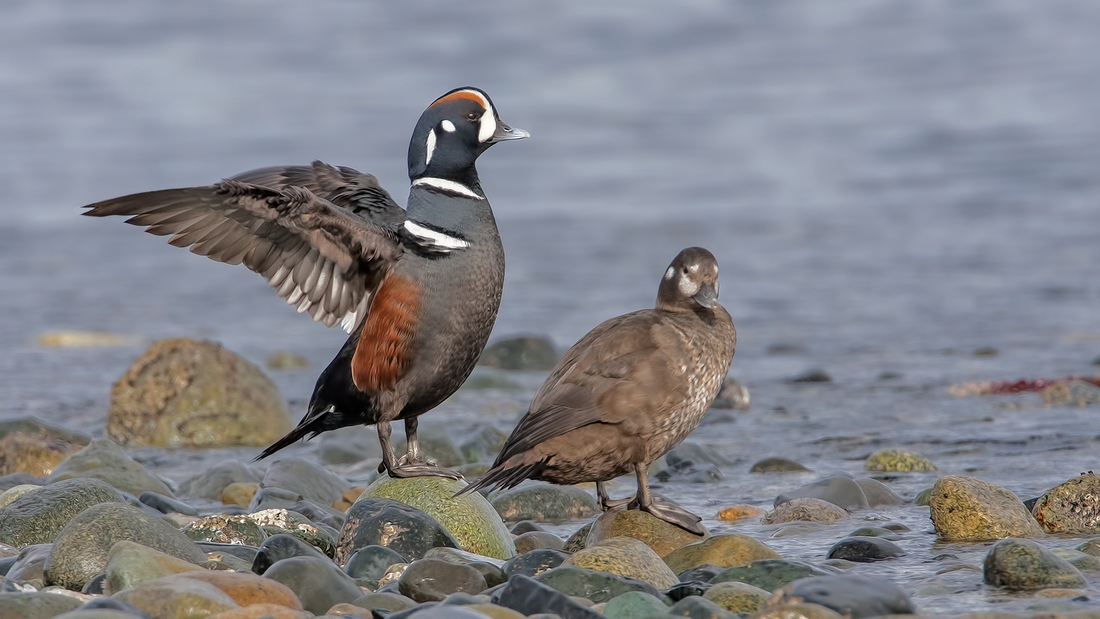 Harlequin (Male and Female), Foot of Kinkade Road, Qualicum Beach, British Columbia