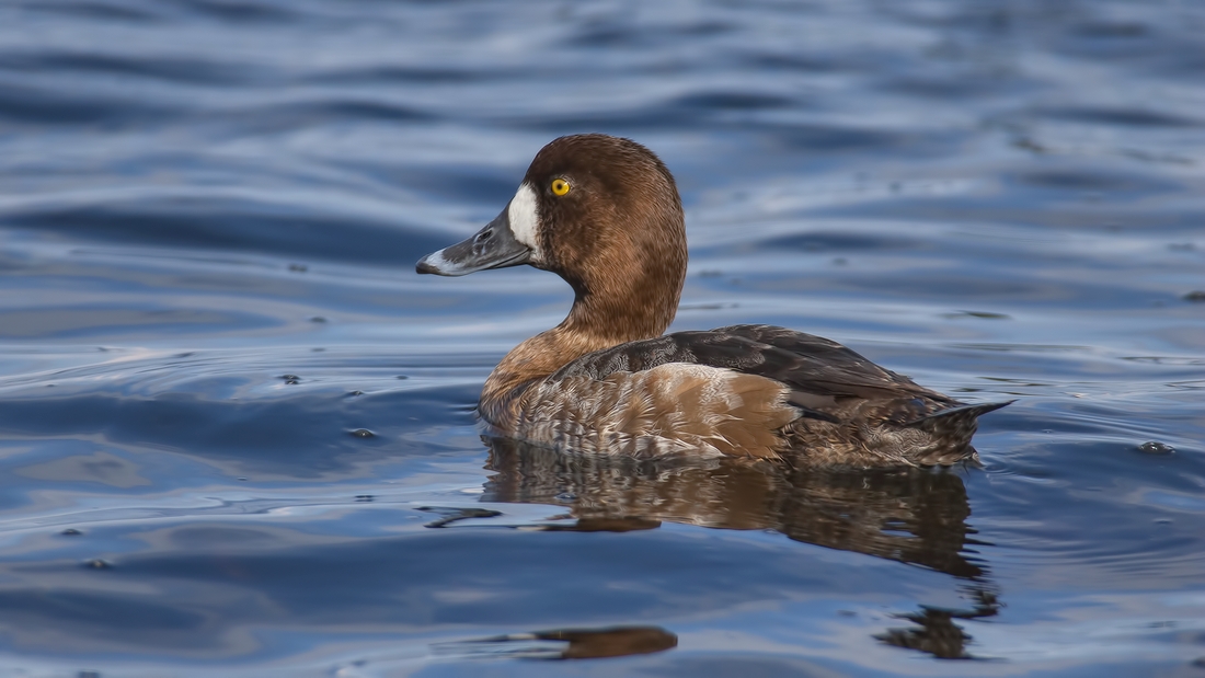 Lesser Scaup (Female), Qualicum Beach, British Columbia