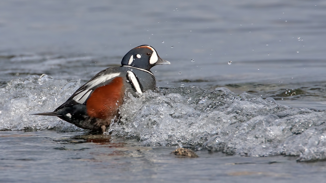 Harlequin (Male), Foot of Kinkade Road, Qualicum Beach, British Columbia