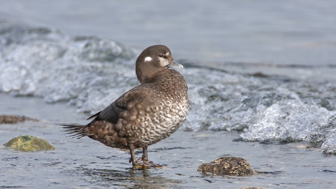 Harlequin (Female), Foot of Kinkade Road, Qualicum Beach, British Columbia