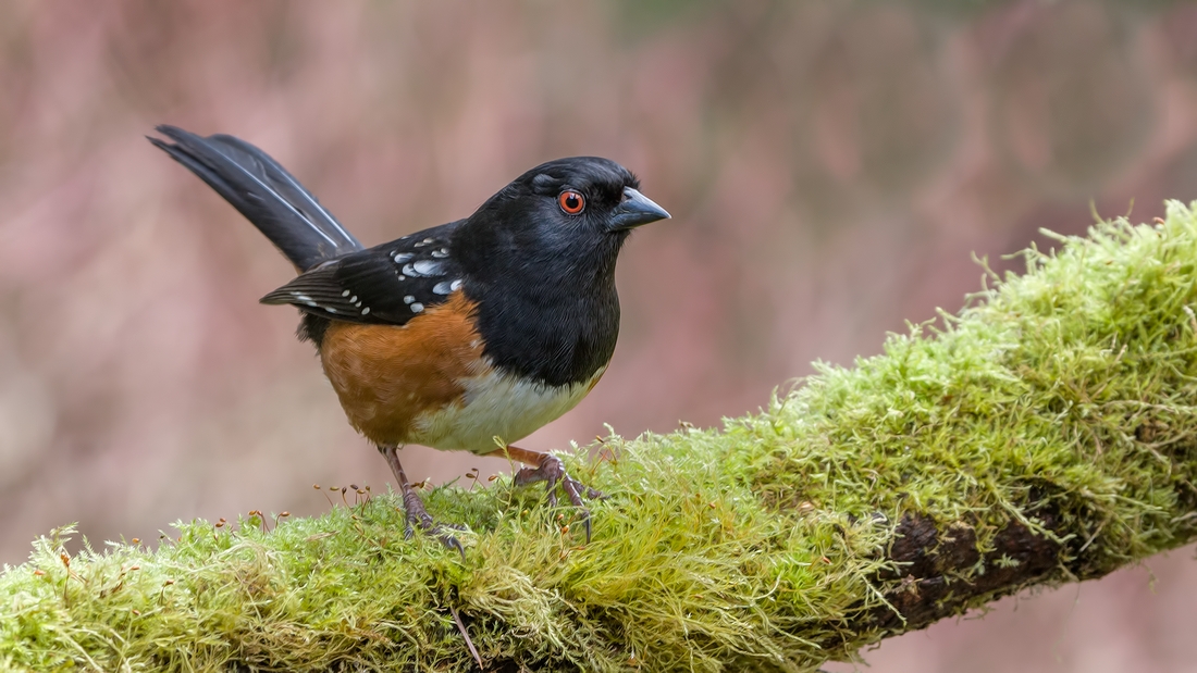 Spotted Towhee, Black Creek, British Columbia