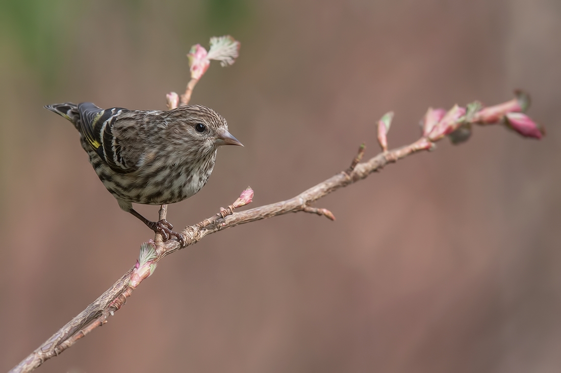 Pine Siskin, Black Creek, British Columbia