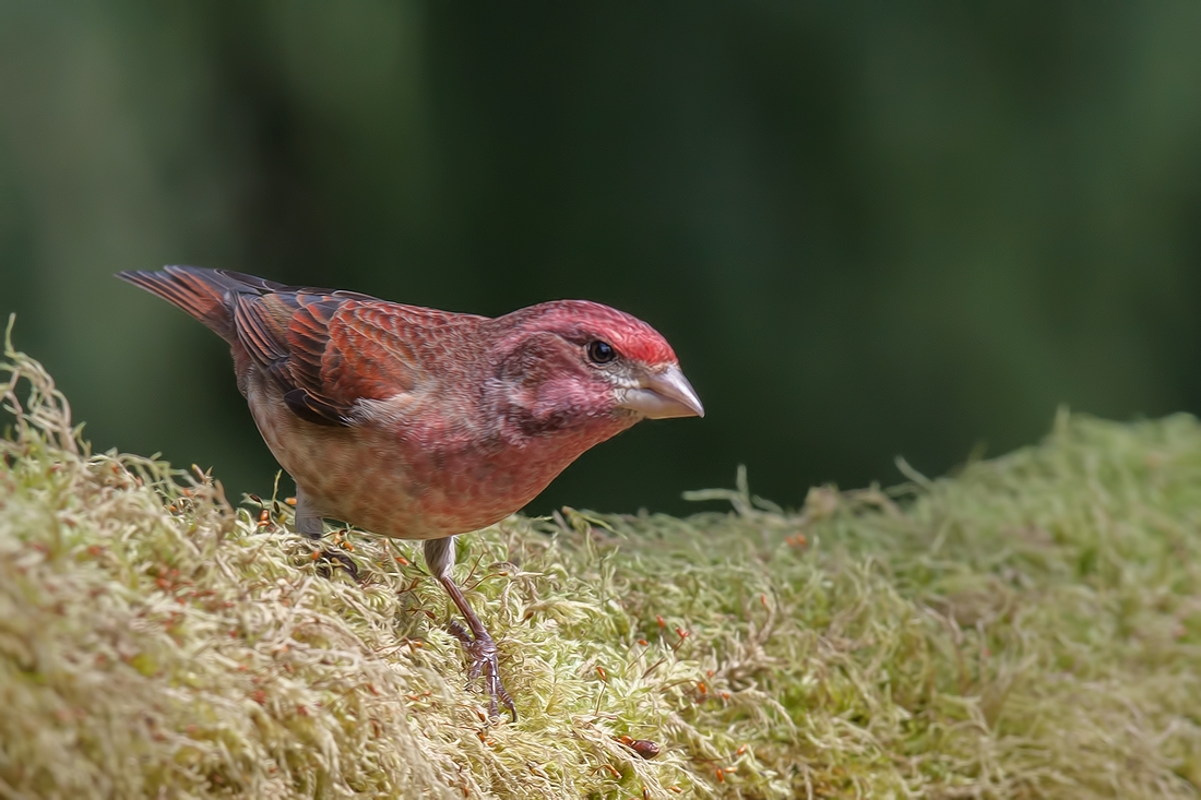 Purple Finch (Male), Black Creek, British Columbia