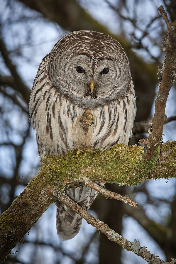 Barred Owl, Swan Lake Christmas Hill Nature Sanctuary, Victoria, British Columbia