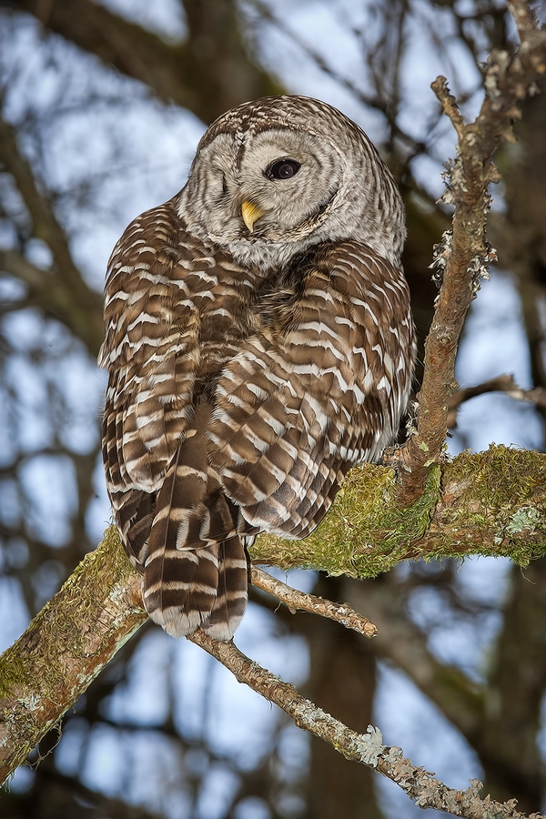 Barred Owl, Swan Lake Christmas Hill Nature Sanctuary, Victoria, British Columbia