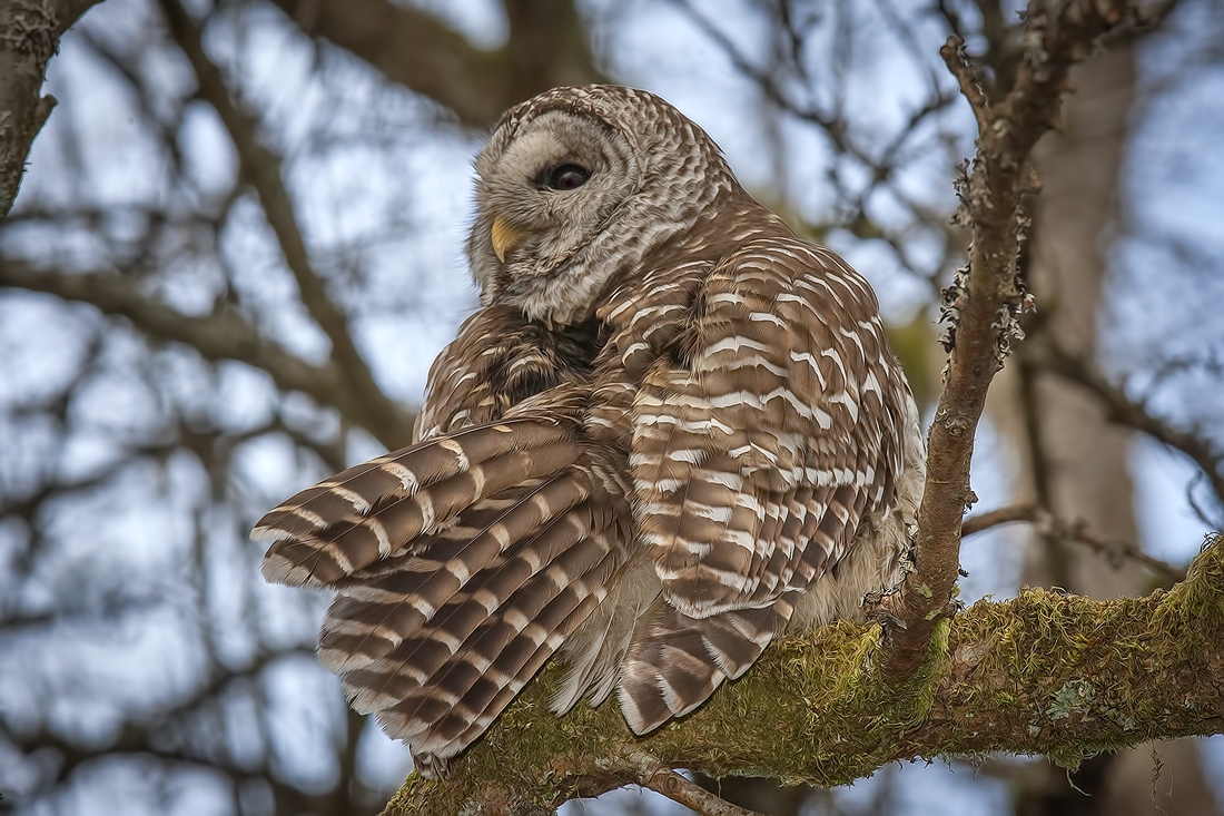 Barred Owl, Swan Lake Christmas Hill Nature Sanctuary, Victoria, British Columbia