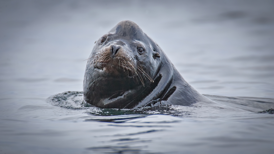 Sea Lion, Beachcomber Regional Park, Nanoose Bay, British Columbia