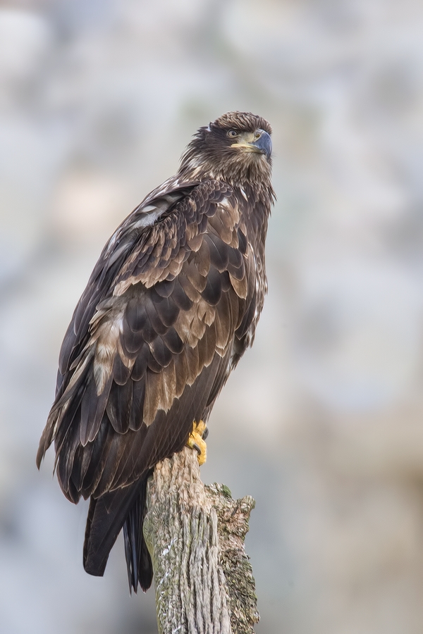 Bald Eagle (Juvenile), French Creek Estuary, Near Parksville, British Columbia