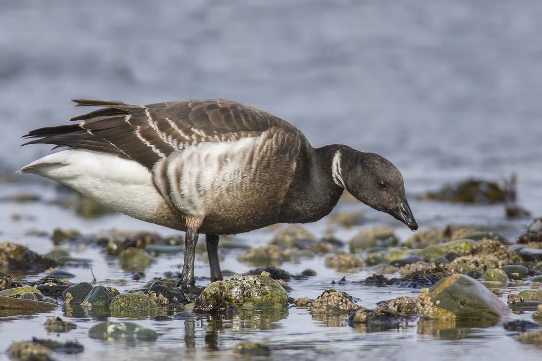 Brant, Foot of Kinkade Road, Qualicum Beach, British Columbia