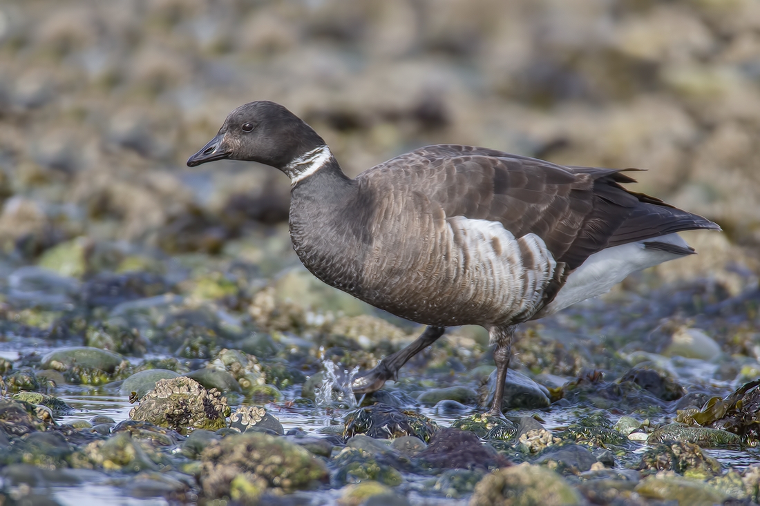 Brant, Foot of Kinkade Road, Qualicum Beach, British Columbia