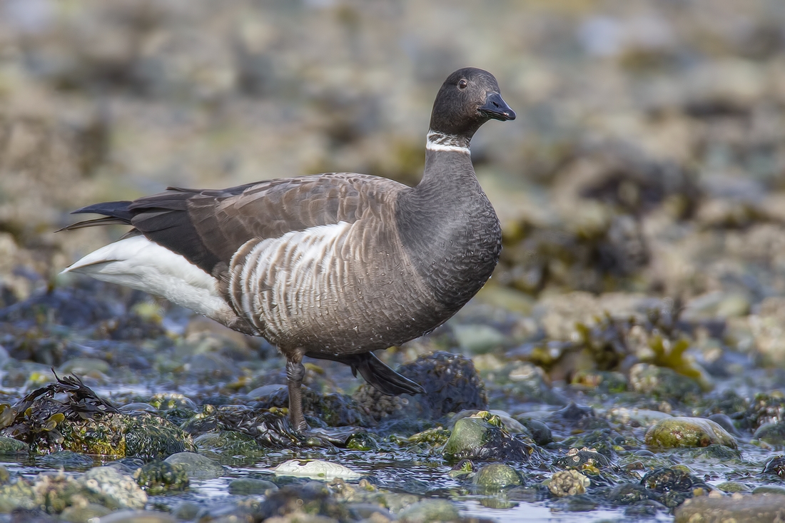 Brant, Foot of Kinkade Road, Qualicum Beach, British Columbia