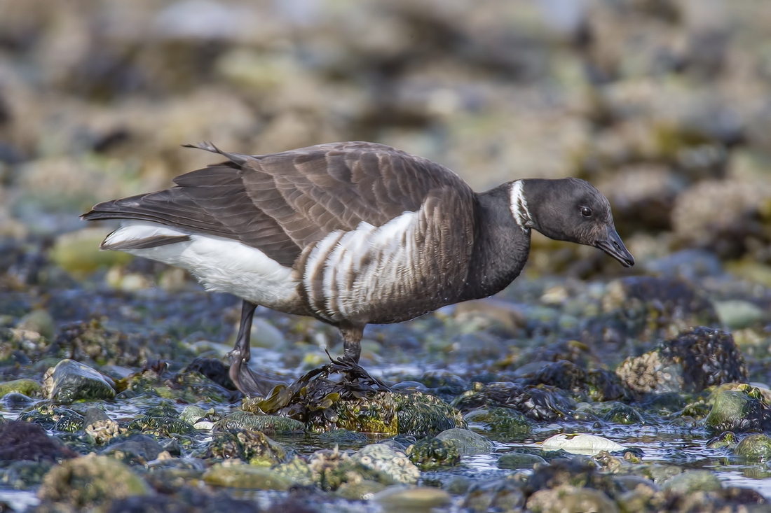 Brant, Foot of Kinkade Road, Qualicum Beach, British Columbia