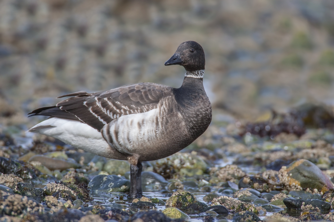 Brant, Foot of Kinkade Road, Qualicum Beach, British Columbia