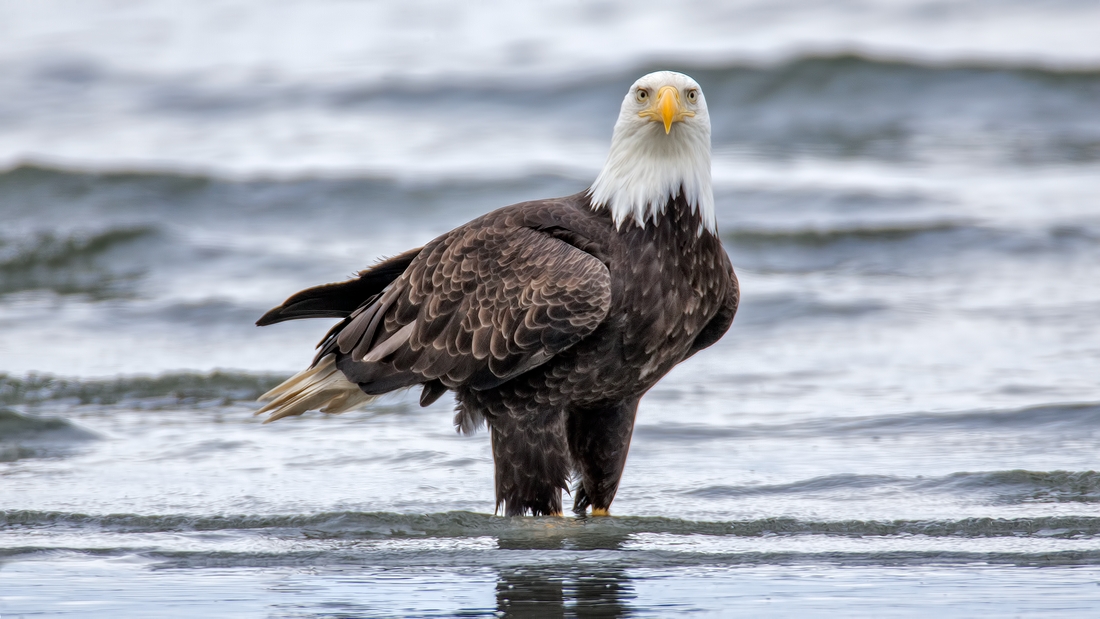 Bald Eagle, Qualicum Beach, British Columbia