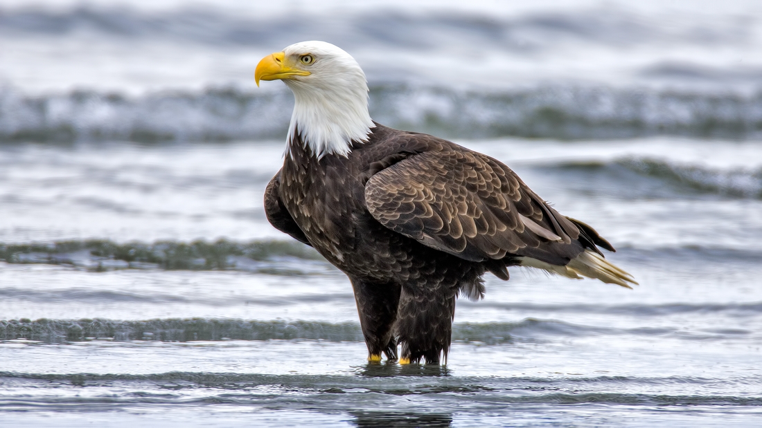 Bald Eagle, Qualicum Beach, British Columbia