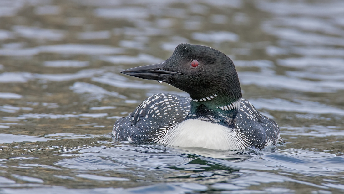 Common Loon (Male), French Creek Marina, Near Parksville, British Columbia