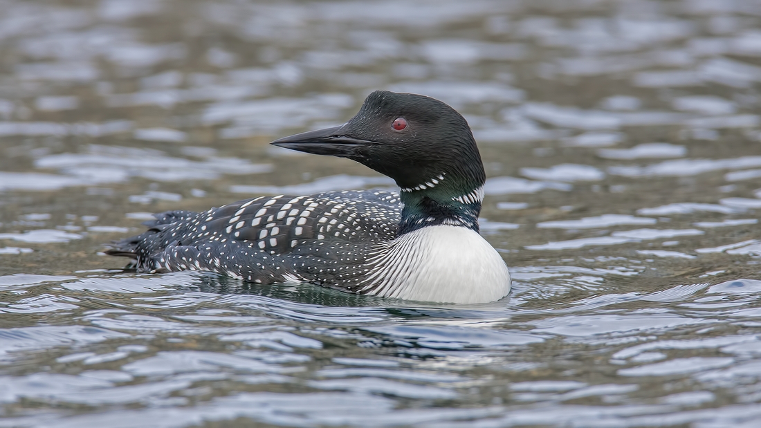 Common Loon (Male), French Creek Marina, Near Parksville, British Columbia