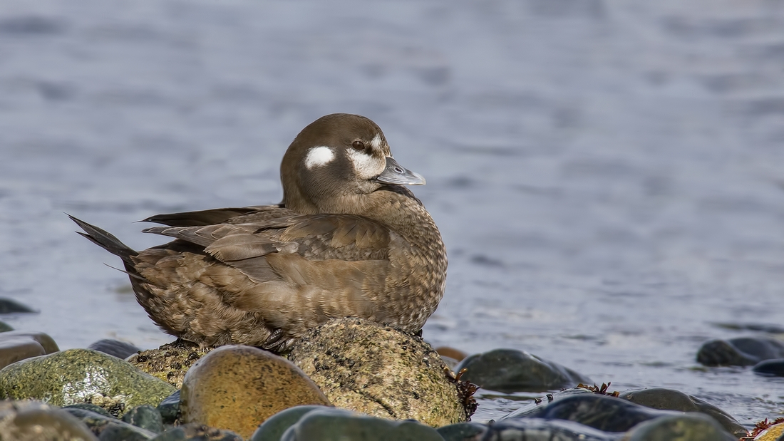 Harlequin (Female), Foot of Kinkade Road, Qualicum Beach, British Columbia