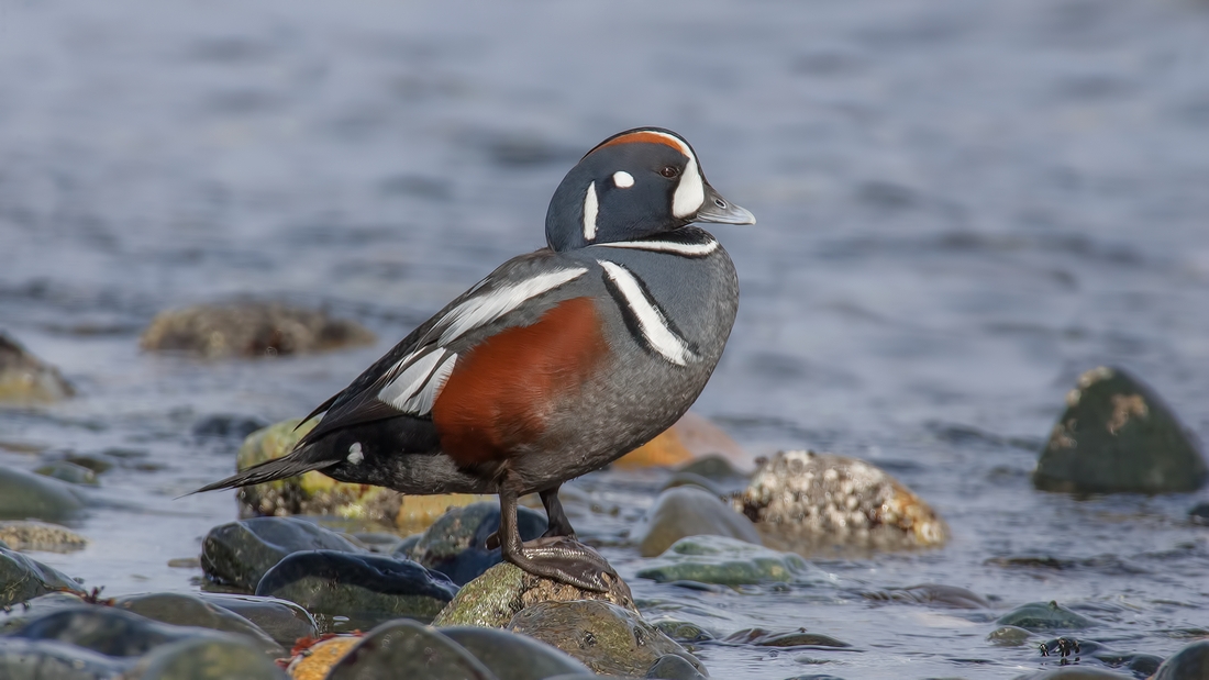 Harlequin (Male), Foot of Kinkade Road, Qualicum Beach, British Columbia