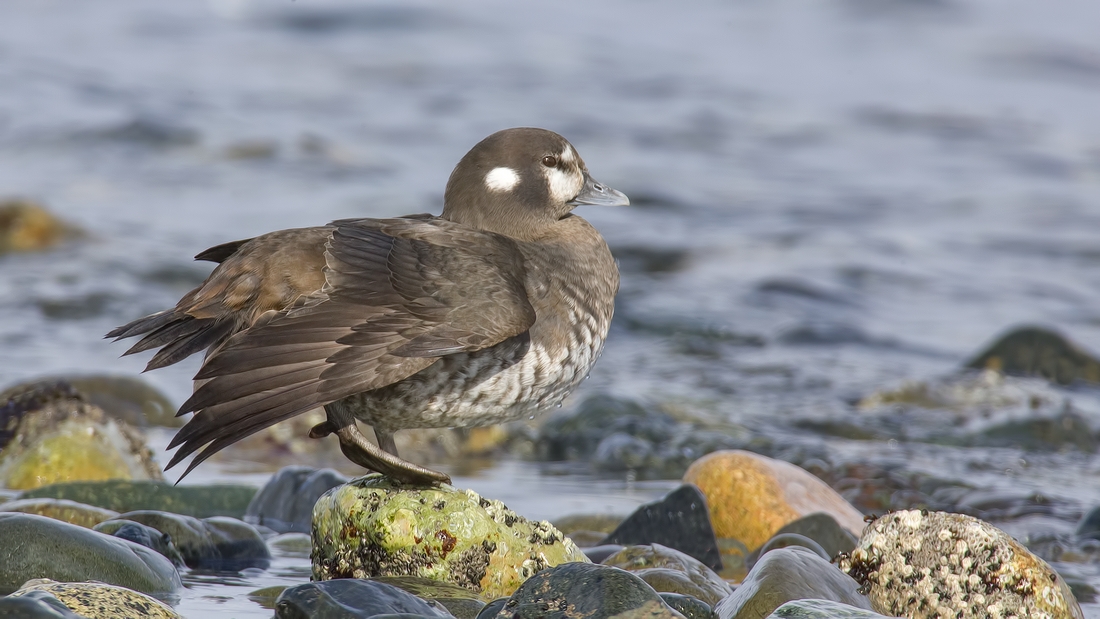 Harlequin (Female), Foot of Kinkade Road, Qualicum Beach, British Columbia