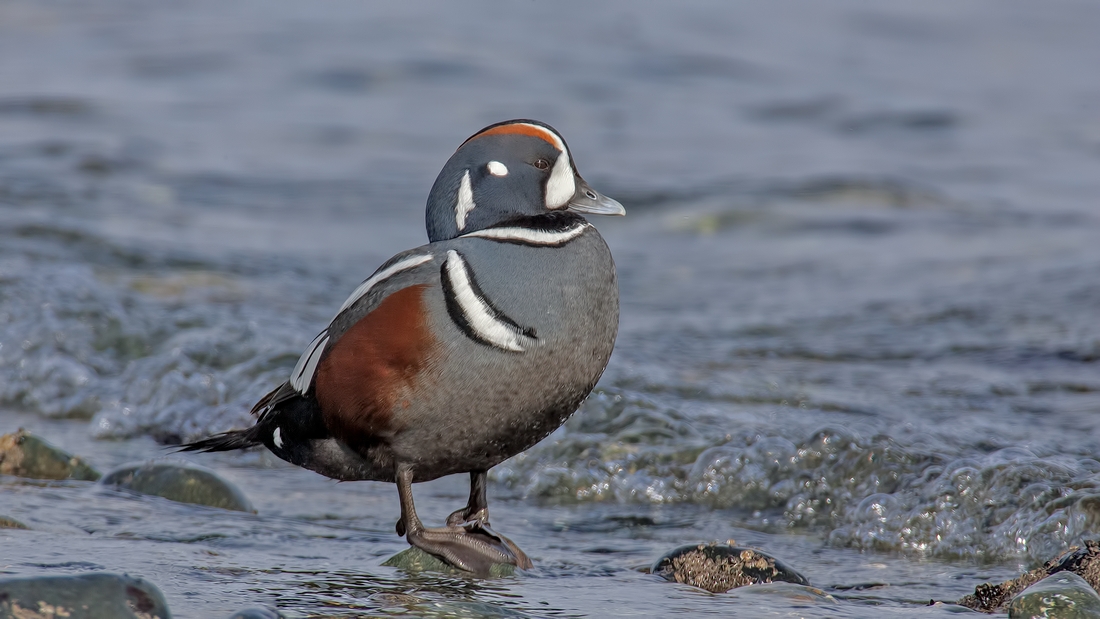 Harlequin (Male), Foot of Kinkade Road, Qualicum Beach, British Columbia