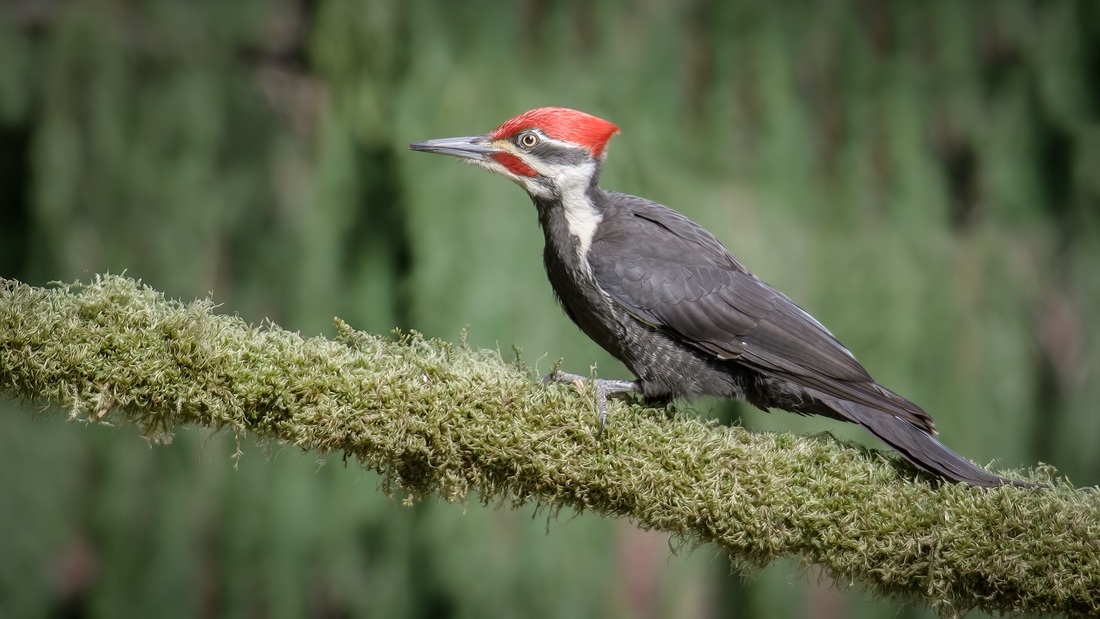 Pileated Woodpecker, Black Creek, British Columbia