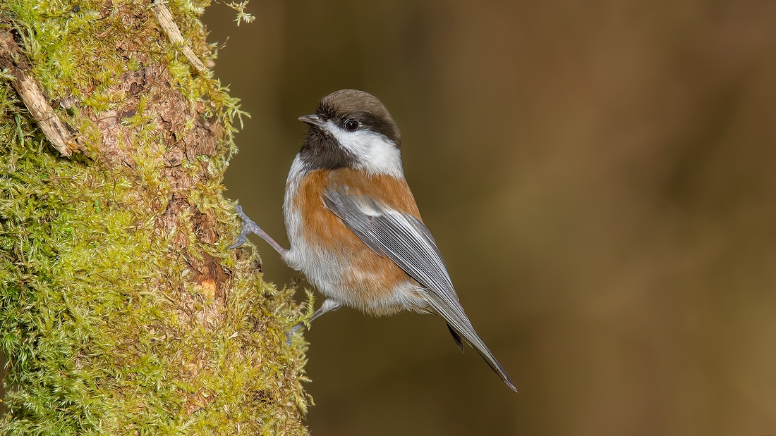 Chestnut-Backed Chickadee, Black Creek, British Columbia