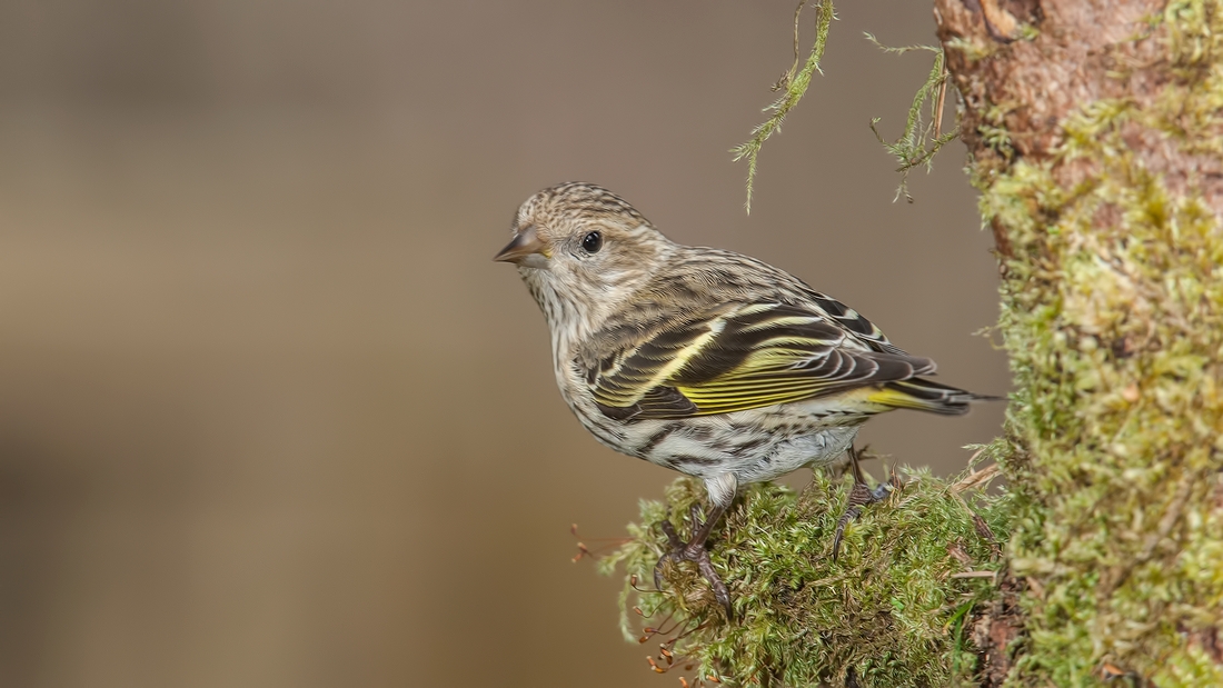 Pine Siskin, Black Creek, British Columbia