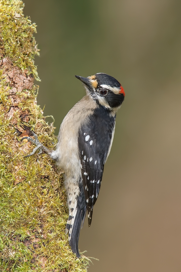 Downy Woodpecker (Male), Black Creek, British Columbia