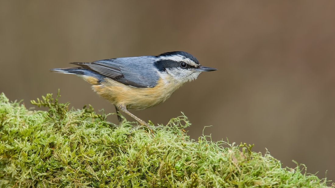 Red-Breasted Nuthatch, Black Creek, British Columbia