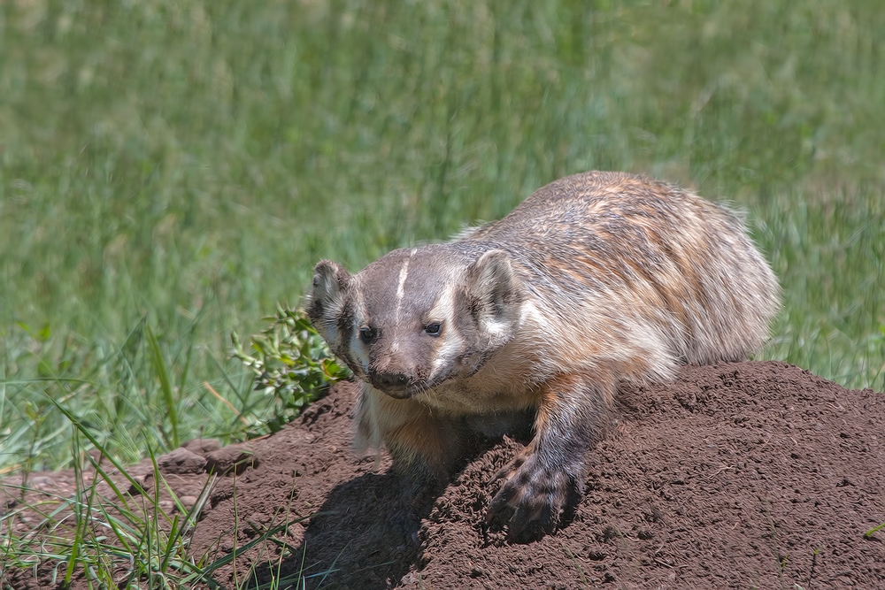 American Badger, Sheep Lakes, Rocky Mountain National Park, Colorado