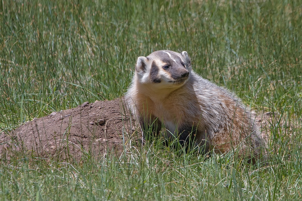 American Badger, Sheep Lakes, Rocky Mountain National Park, Colorado