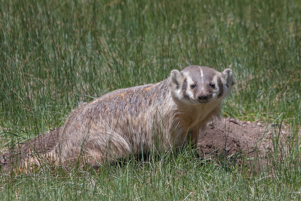 American Badger, Sheep Lakes, Rocky Mountain National Park, Colorado