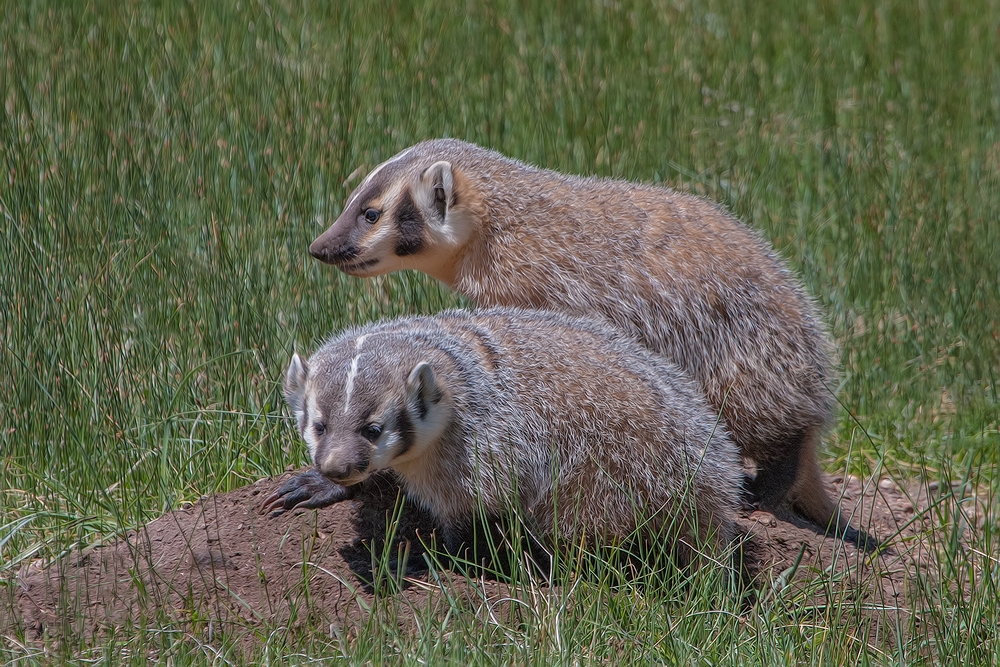 American Badger, Sheep Lakes, Rocky Mountain National Park, Colorado