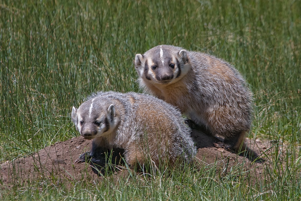 American Badger, Sheep Lakes, Rocky Mountain National Park, Colorado