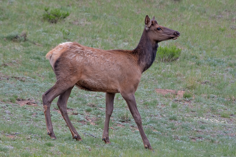 Elk (Juvenile Male), South Of Estes Park, Rocky Mountain National Park, Colorado