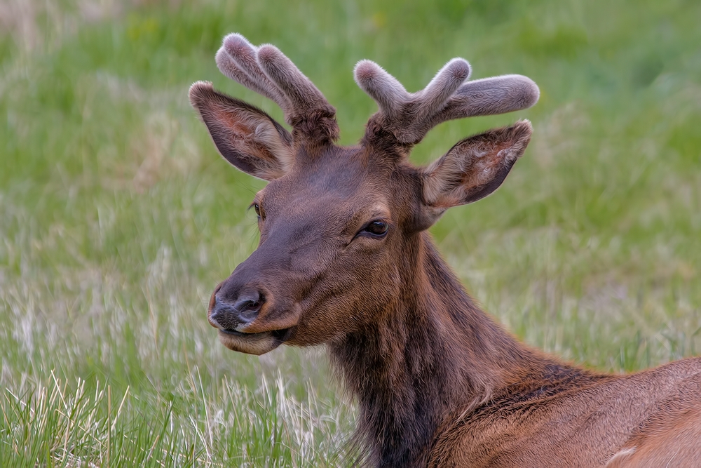 Elk (Juvenile Male), South Of Estes Park, Rocky Mountain National Park, Colorado