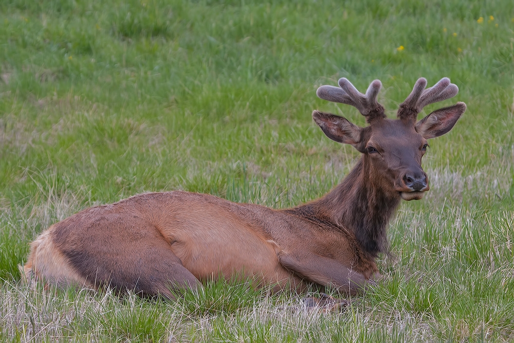 Elk (Juvenile Male), South Of Estes Park, Rocky Mountain National Park, Colorado