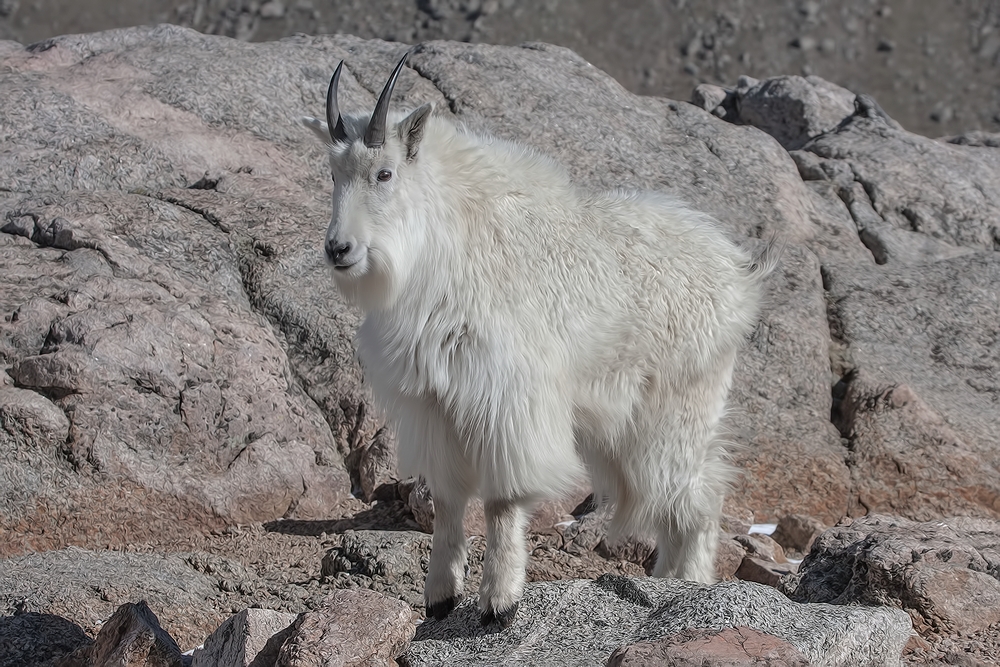 Mountain Goat, Mount Warren, Mount Evans Scenic Byway, Near Idaho Springs, Colorado